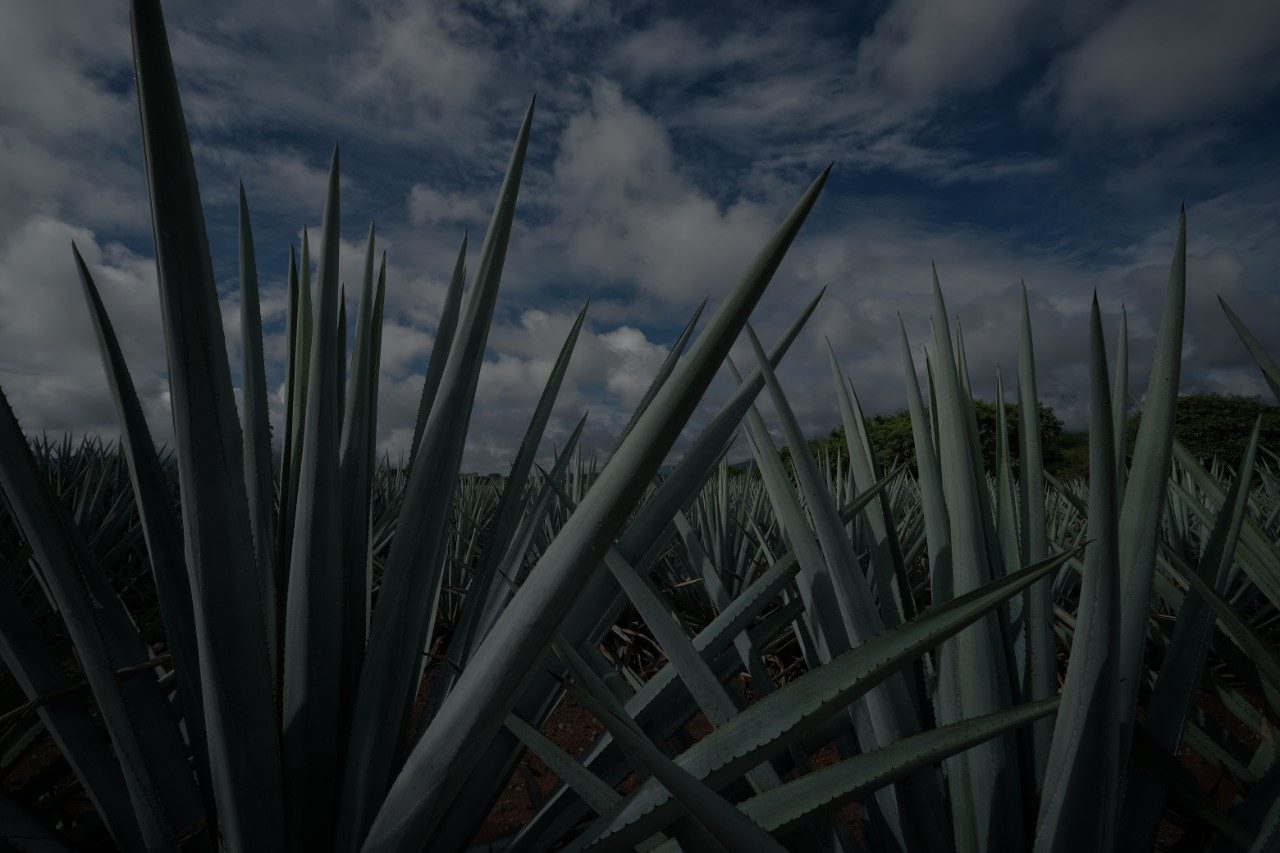 Plantación de agave azul de Agropecuaria Fox de los Altos en el Bajío mexicano